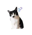 ぶちねこ8（個別スタンプ：3）