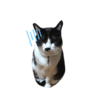 ぶちねこ8（個別スタンプ：6）
