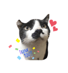 ぶちねこ8（個別スタンプ：7）