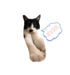 ぶちねこ8（個別スタンプ：8）