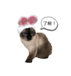 ねこっぺの了解（個別スタンプ：1）
