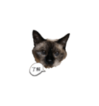 ねこっぺの了解（個別スタンプ：3）