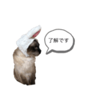 ねこっぺの了解（個別スタンプ：5）