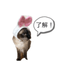 ねこっぺの了解（個別スタンプ：6）