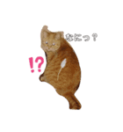 わが家のキング（個別スタンプ：1）