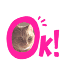 わが家のキング（個別スタンプ：3）