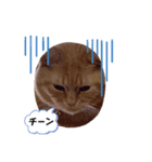 わが家のキング（個別スタンプ：8）