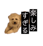 ノア(シンプルver.)（個別スタンプ：4）