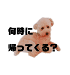 ノア(シンプルver.)（個別スタンプ：5）