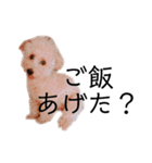 ノア(シンプルver.)（個別スタンプ：7）