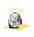 シロちゃん！（個別スタンプ：5）