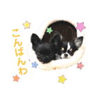 ちわわーずたちのスタンプ（個別スタンプ：6）