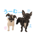 ちわわーずたちのスタンプ（個別スタンプ：7）