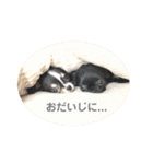 ちわわーずたちのスタンプ（個別スタンプ：12）