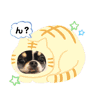ちわわーずたちのスタンプ（個別スタンプ：25）