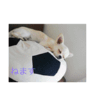 ふうたくんの日常生活1（個別スタンプ：2）