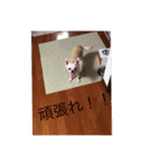 ふうたくんの日常生活1（個別スタンプ：10）