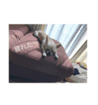 ふうたくんの日常生活1（個別スタンプ：12）
