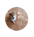 柴犬オル。（個別スタンプ：1）
