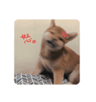柴犬オル。（個別スタンプ：2）