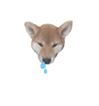 柴犬オル。（個別スタンプ：3）