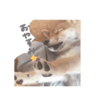 柴犬オル。（個別スタンプ：4）