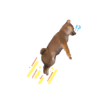 柴犬オル。（個別スタンプ：6）