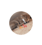 柴犬オル。（個別スタンプ：7）