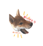 柴犬オル。（個別スタンプ：8）