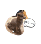 柴犬オル。（個別スタンプ：10）