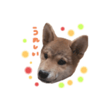 柴犬オル。（個別スタンプ：11）