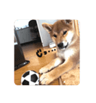 柴犬オル。（個別スタンプ：13）