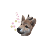 柴犬オル。（個別スタンプ：14）