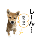 柴犬あんず ver.5（個別スタンプ：1）