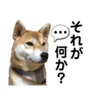 柴犬あんず ver.5（個別スタンプ：2）