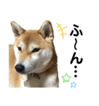 柴犬あんず ver.5（個別スタンプ：3）
