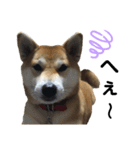 柴犬あんず ver.5（個別スタンプ：4）