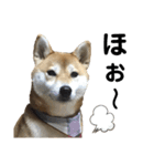 柴犬あんず ver.5（個別スタンプ：5）
