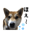 柴犬あんず ver.5（個別スタンプ：6）