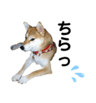 柴犬あんず ver.5（個別スタンプ：7）