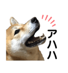 柴犬あんず ver.5（個別スタンプ：8）