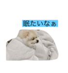 ポポが可愛いシリーズ2（個別スタンプ：1）