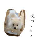 ポポが可愛いシリーズ2（個別スタンプ：8）