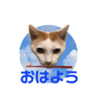 ラブリー ぶーさん（個別スタンプ：6）
