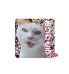 ラブリー ぶーさん（個別スタンプ：12）