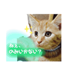 バロンだにゃ（個別スタンプ：7）