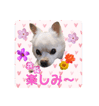 Tommy in the flower（個別スタンプ：2）