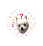 Tommy in the flower（個別スタンプ：3）