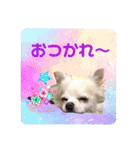 Tommy in the flower（個別スタンプ：4）