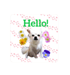 Tommy in the flower（個別スタンプ：5）